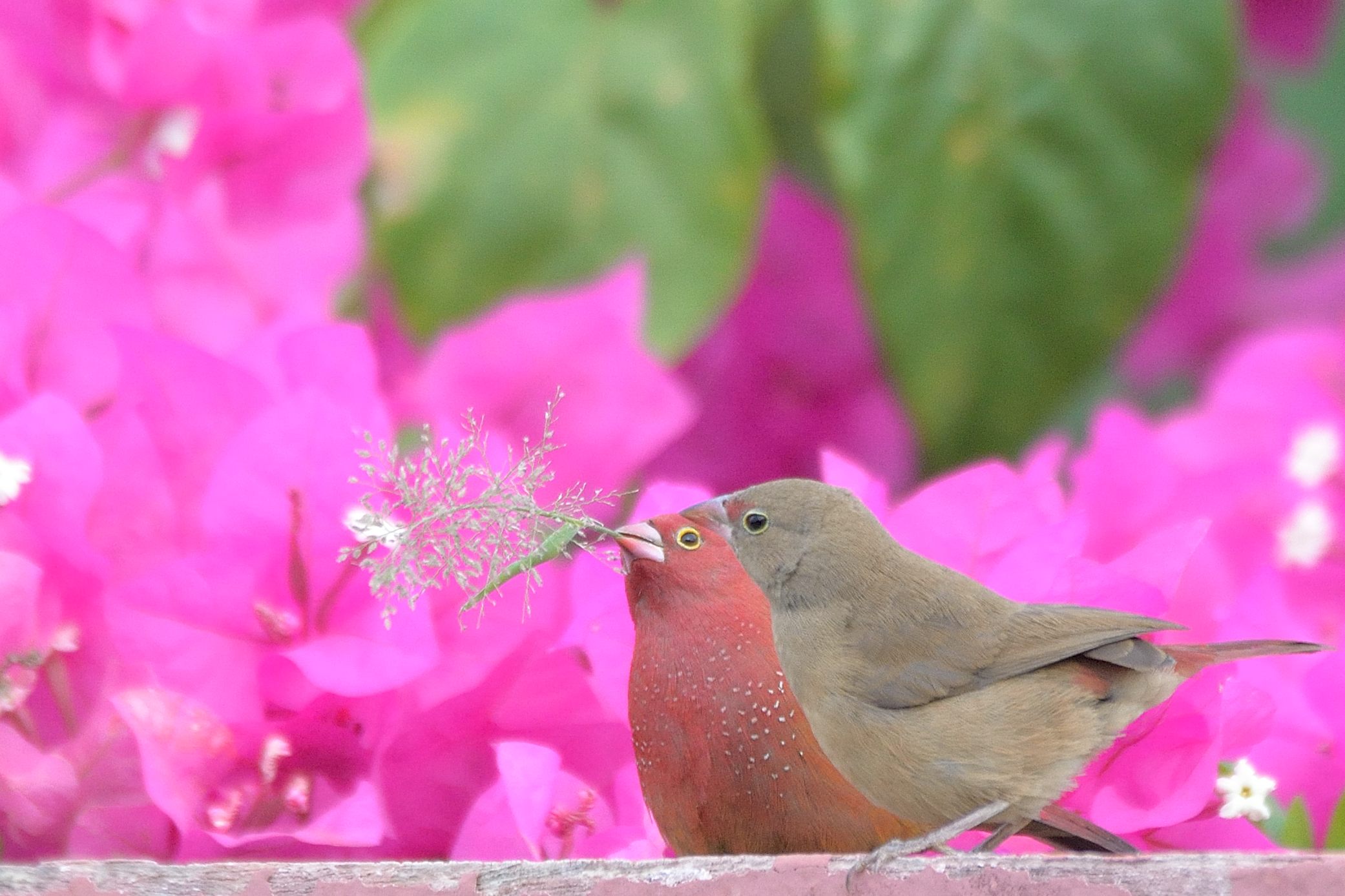 Amarantes_du_Sénégal (Red-billed firefinch, Lagonosticta senegala ssp senegala), couple adulte typique, jardin de la Saga, Somone, Région de Thiès, Sénégal.